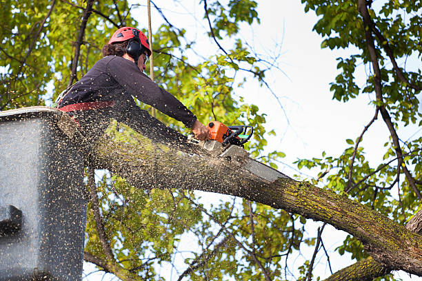 Mulching Services in Muniz, TX